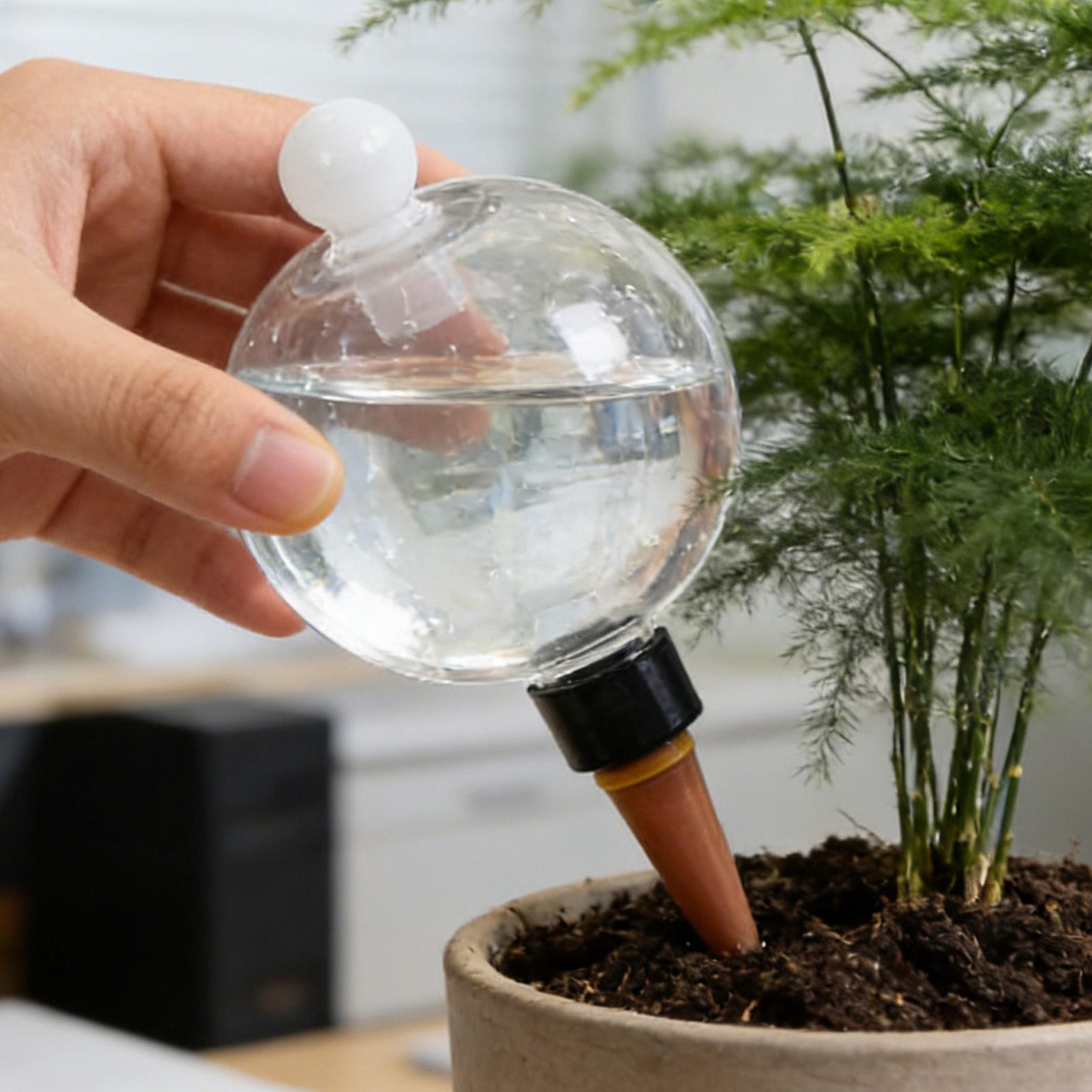 Pflanzenbewässerungskugeln, 4  – Echeveria Succulent Bewertung und Preis