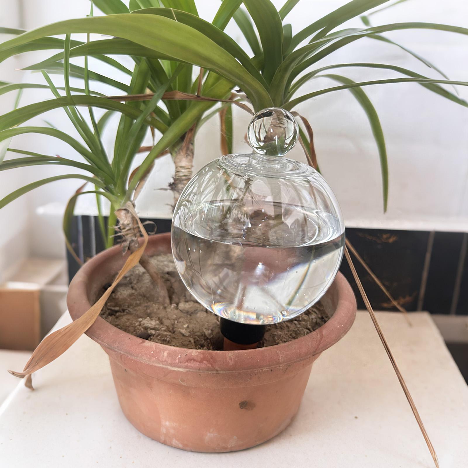 Pflanzenbewässerungskugeln, 4  – Echeveria Succulent Bewertung und Preis